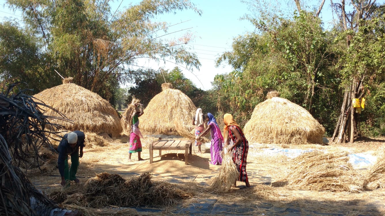 Cultivation by farmers.