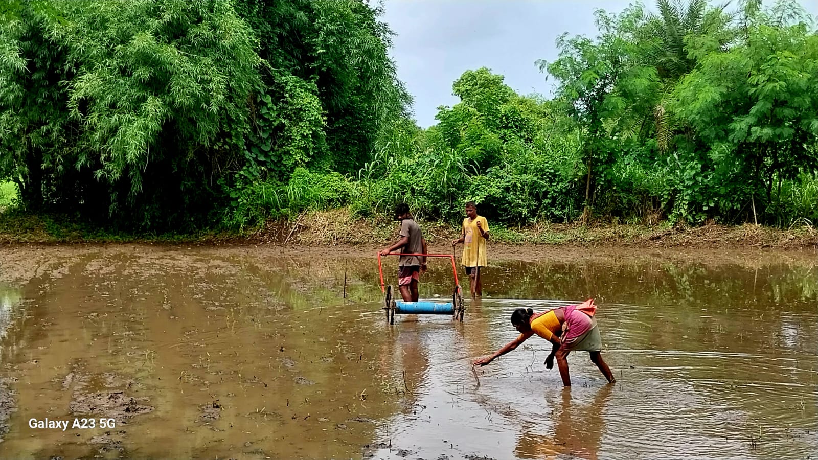 Cultivation by farmers.